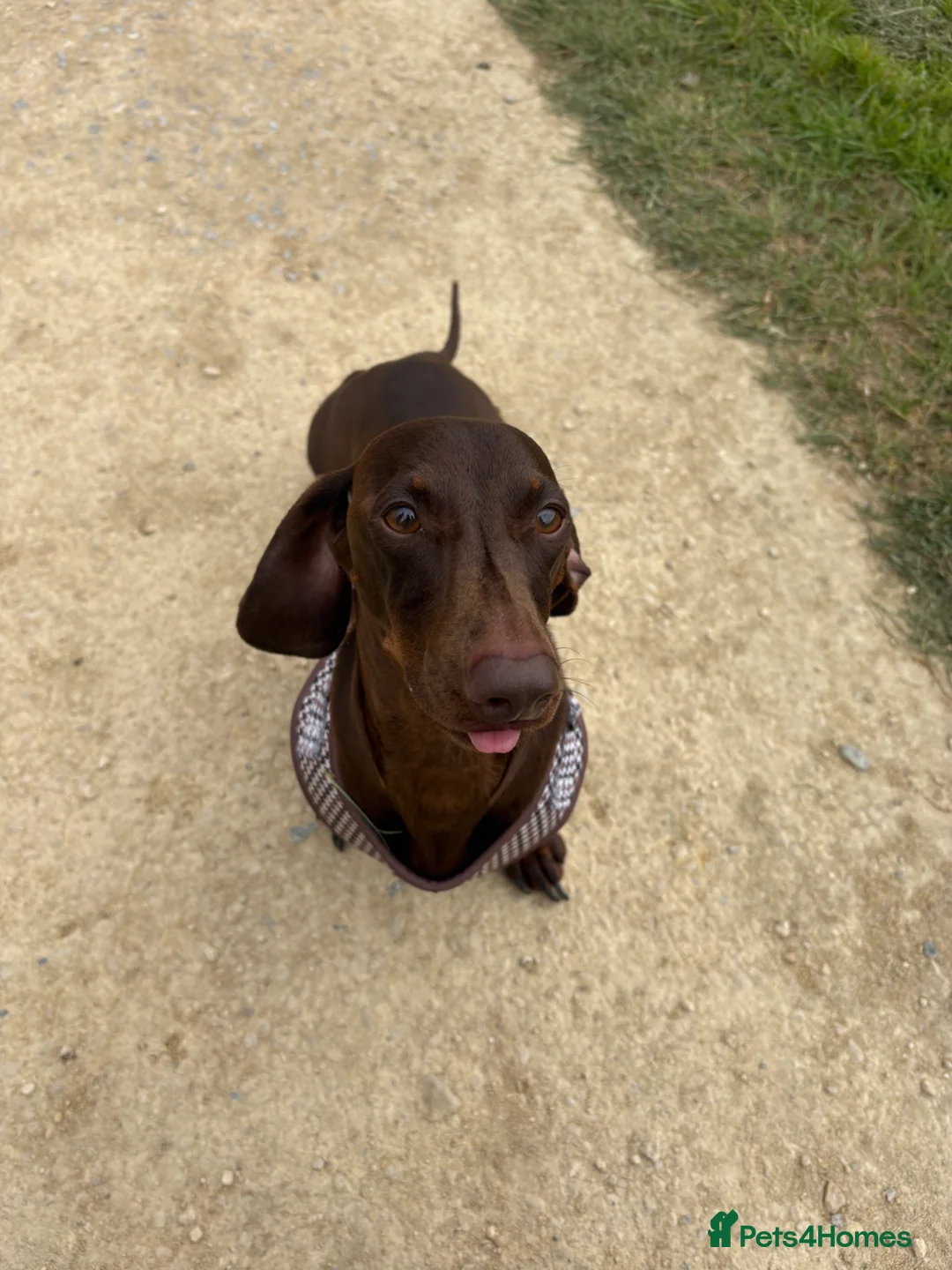 Miniature Dachshund dogs for sale: 3 year old male miniature dachshund  - Advert 2
