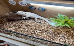 Bearded Dragon reptiles for sale: Bearded dragon and Vivarium - Image 1