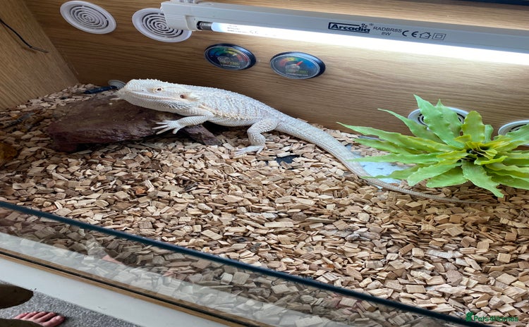 Bearded Dragon reptiles - Advert 12