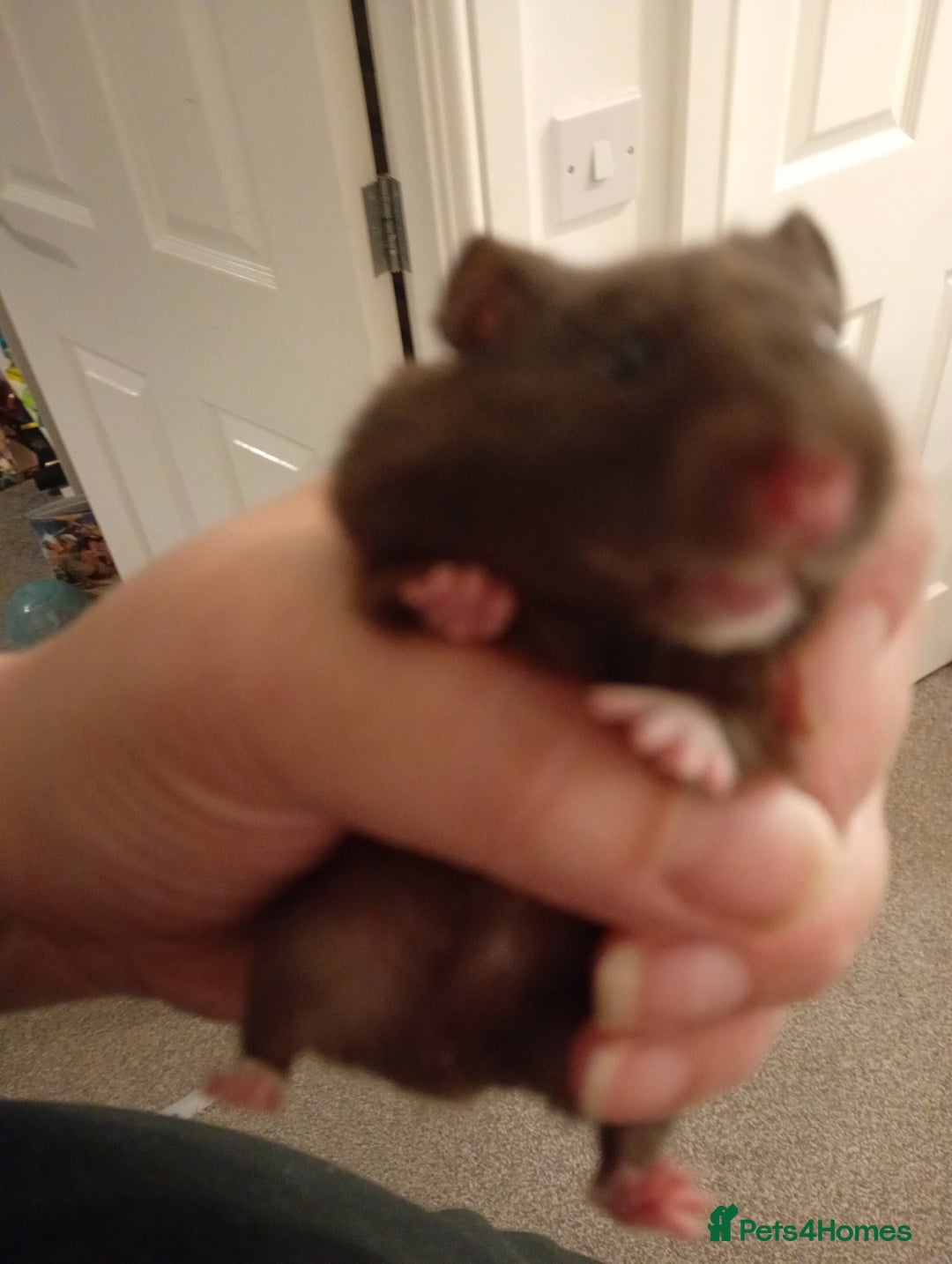 Hamster rodents for sale: Baby hamster with or without cage  - Image 2