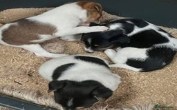Jack Russell dogs for sale: Miniature Jack Russell puppies - Image 1