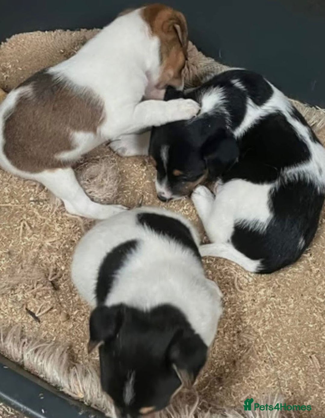 Jack Russell dogs for sale: Miniature Jack Russell puppies - Image 1