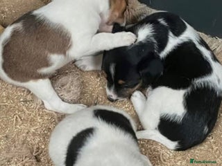 Jack Russell dogs - Advert 2