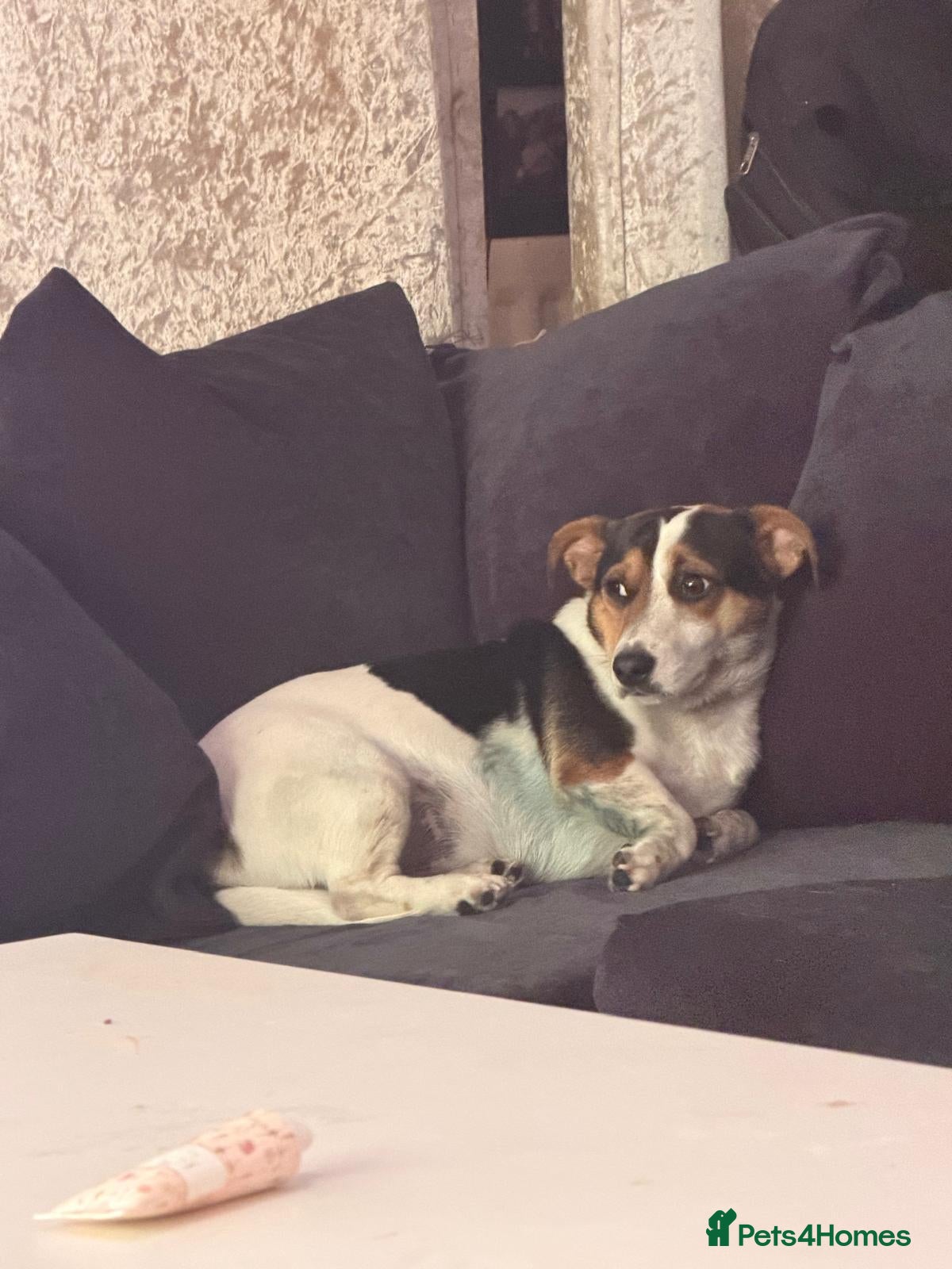 Mixed Breed dogs Dog for sale  - Advert 1