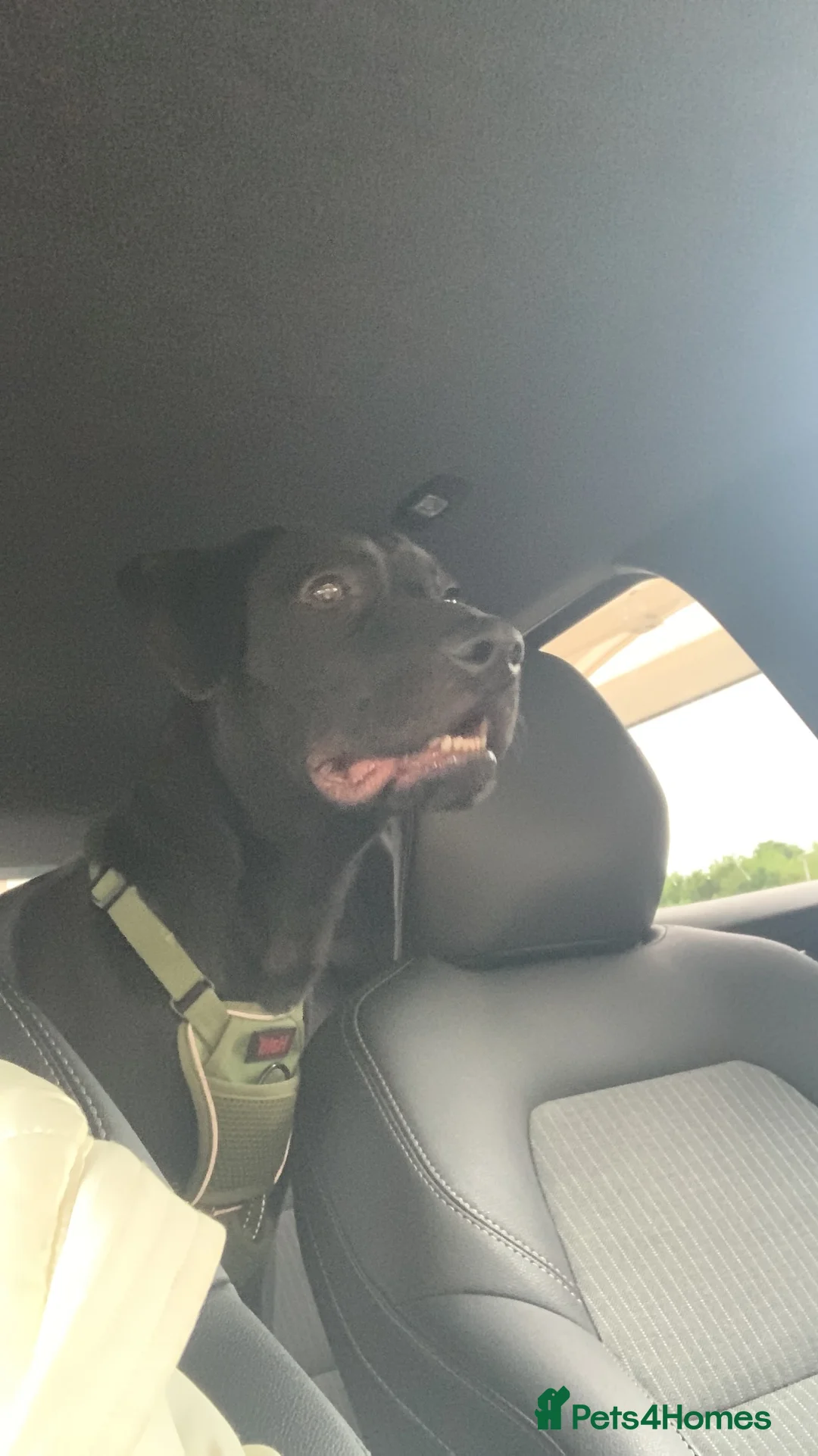 Mixed Breed dogs for sale: Lab x collie mix in Nelson - Advert 7