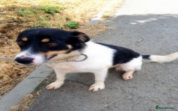Mixed Breed dogs for adoption: 🐾 Vicky - a cheerful girl with a golden heart 💖 - Image 2