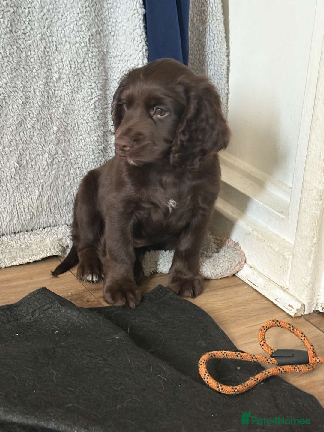 Cocker Spaniel dogs for sale: Cocker spaniel - Image 8
