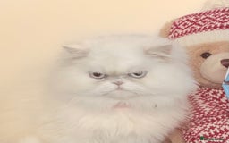 Persian cats for sale: White female persian - Advert 2