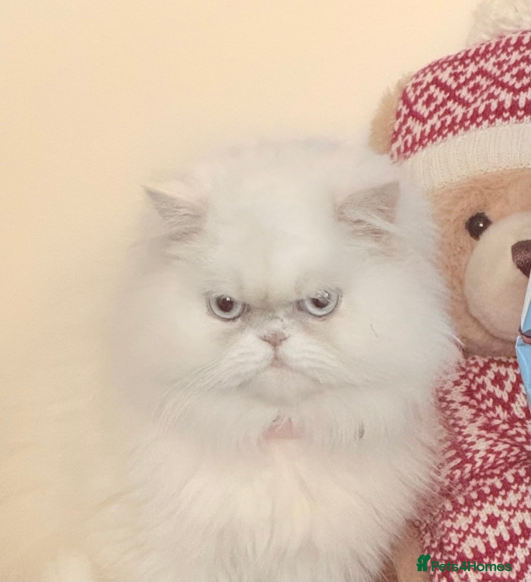 Persian cats for sale: White female persian - Advert 2