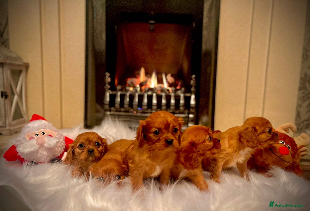 Cavalier King Charles Spaniel dogs for sale: Cavalier King Charles quality puppies for sale  - Advert 10