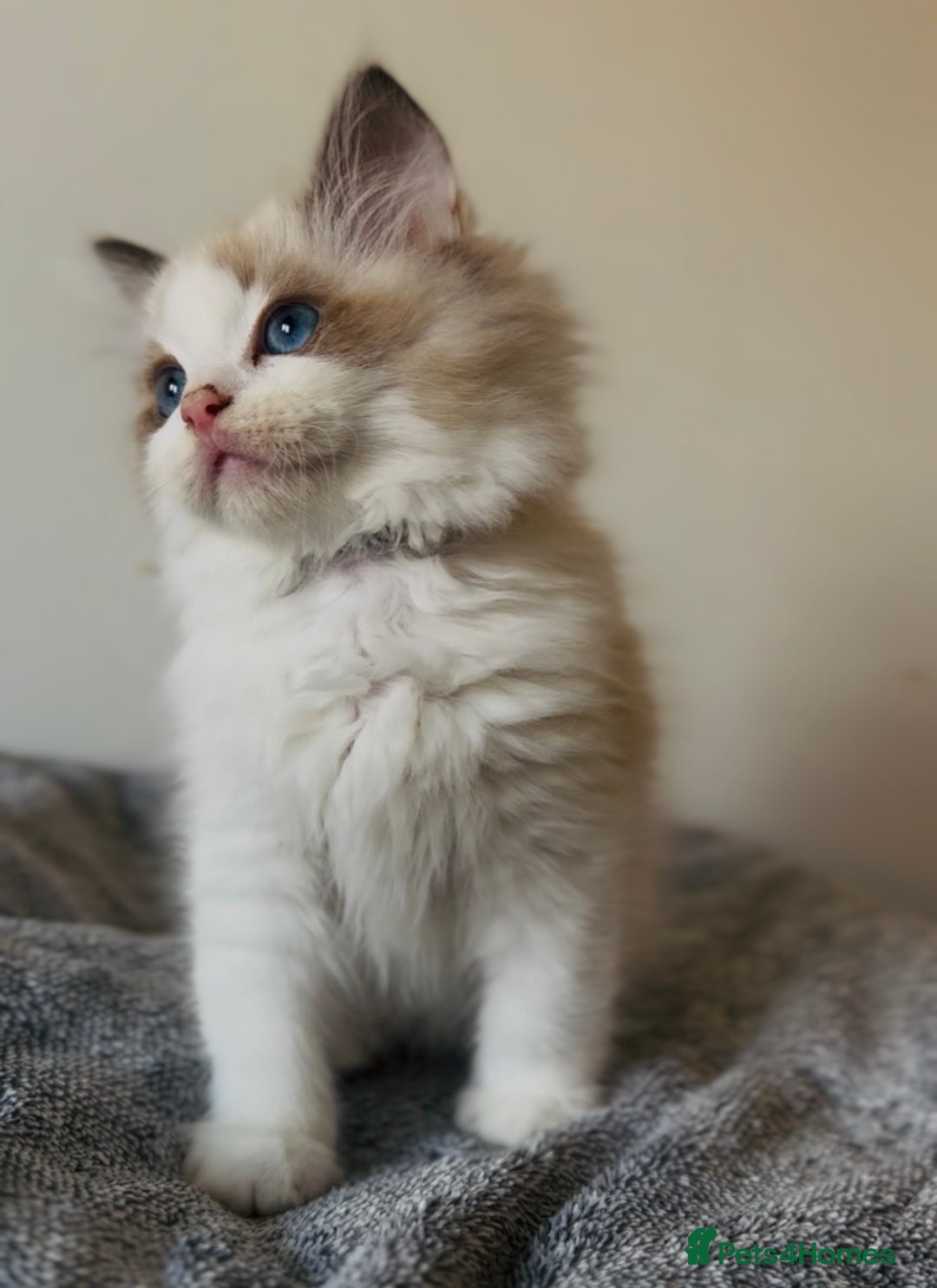 Ragdoll cats for sale: 🐾Tica full pedigree🩷 EU Ragdoll 🐱🐾DNA Clear ❤️ - Image 10