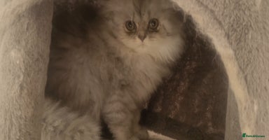 Persian cats - Advert 5