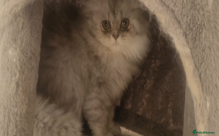 Persian cats - Advert 9