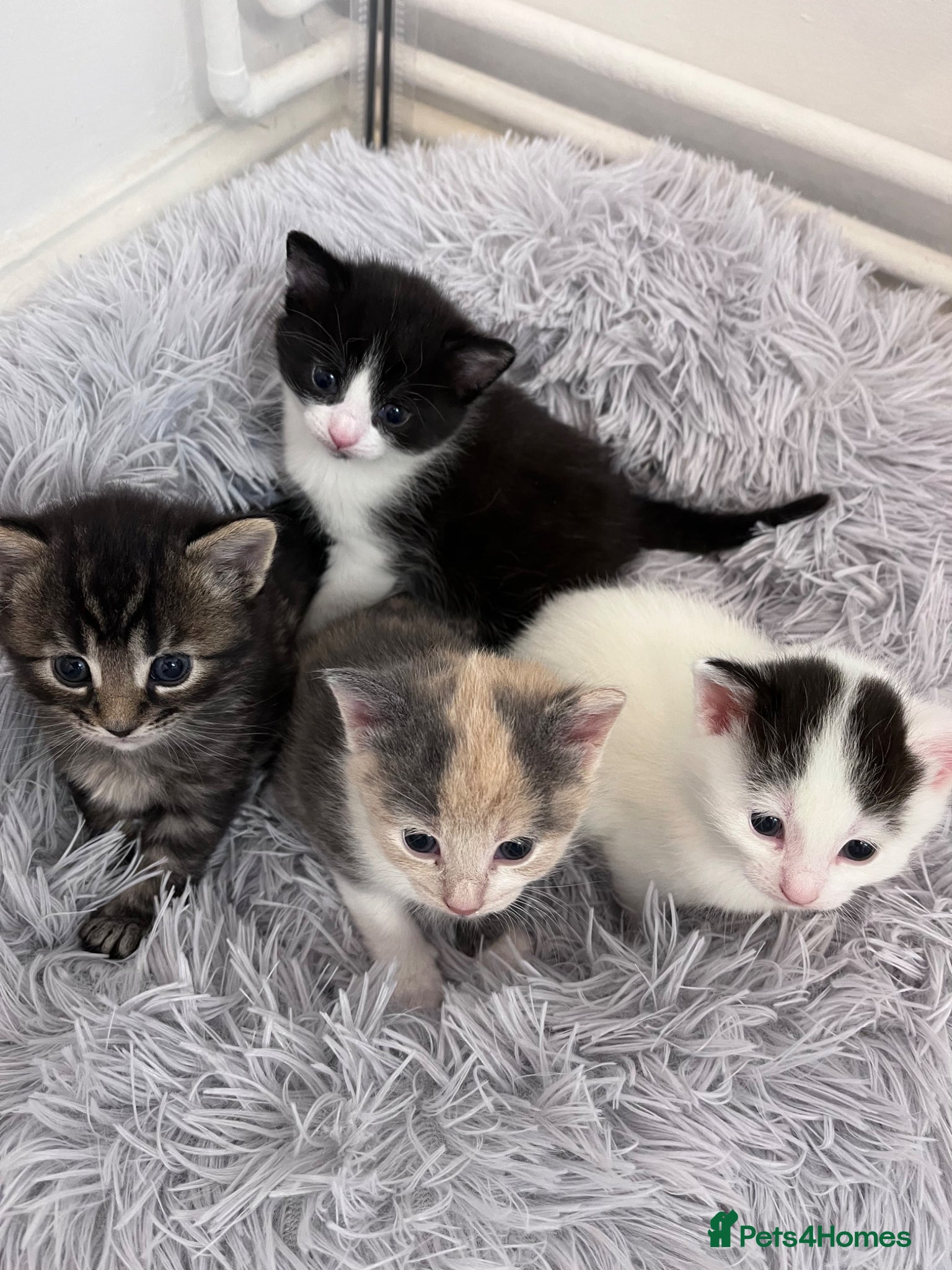 Mixed Breed cats Beautiful unique kittens  - Advert 1