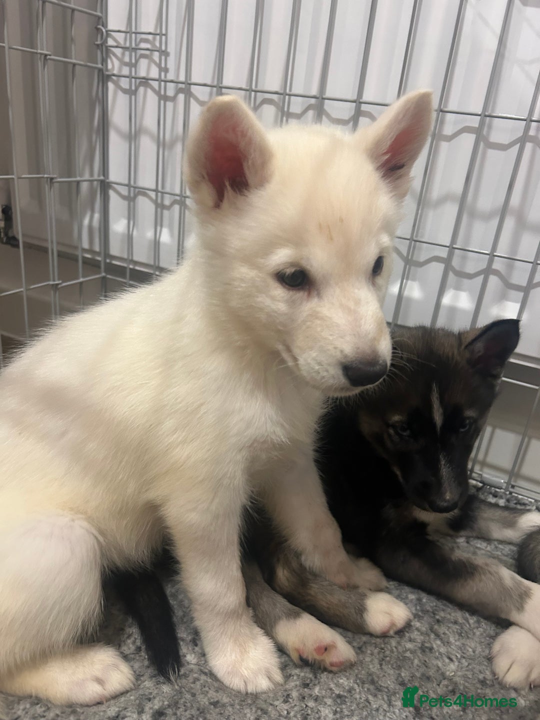 Siberian Husky dogs for sale: 3 x Siberian husky puppies  - Image 12