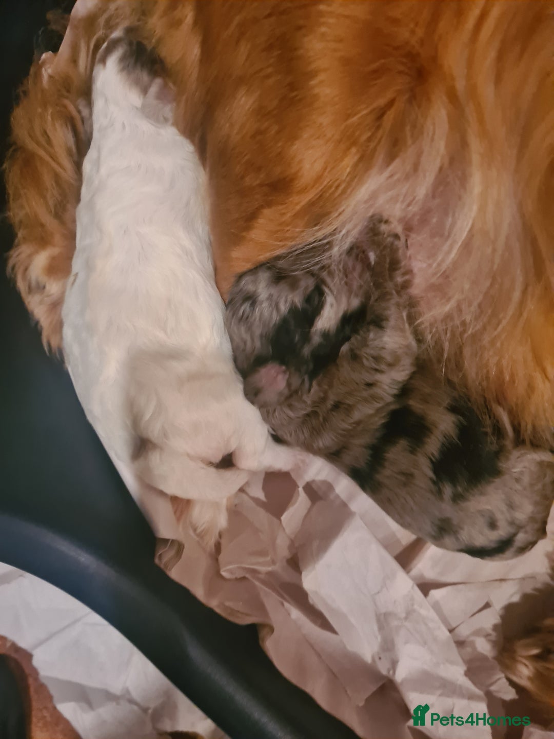 Cockapoo dogs for sale: Beautiful F1b cockapoo puppies - Advert 15