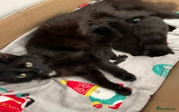 British Shorthair cats for sale: Black kittens - Image 1