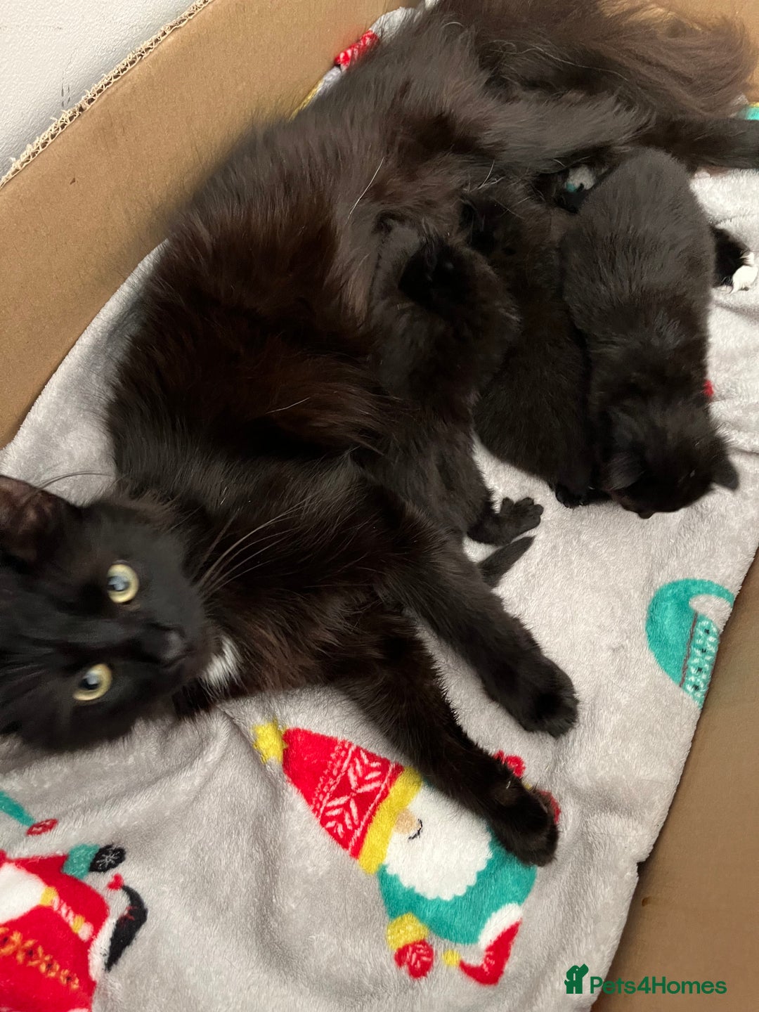 British Shorthair cats for sale: Black kittens - Image 1