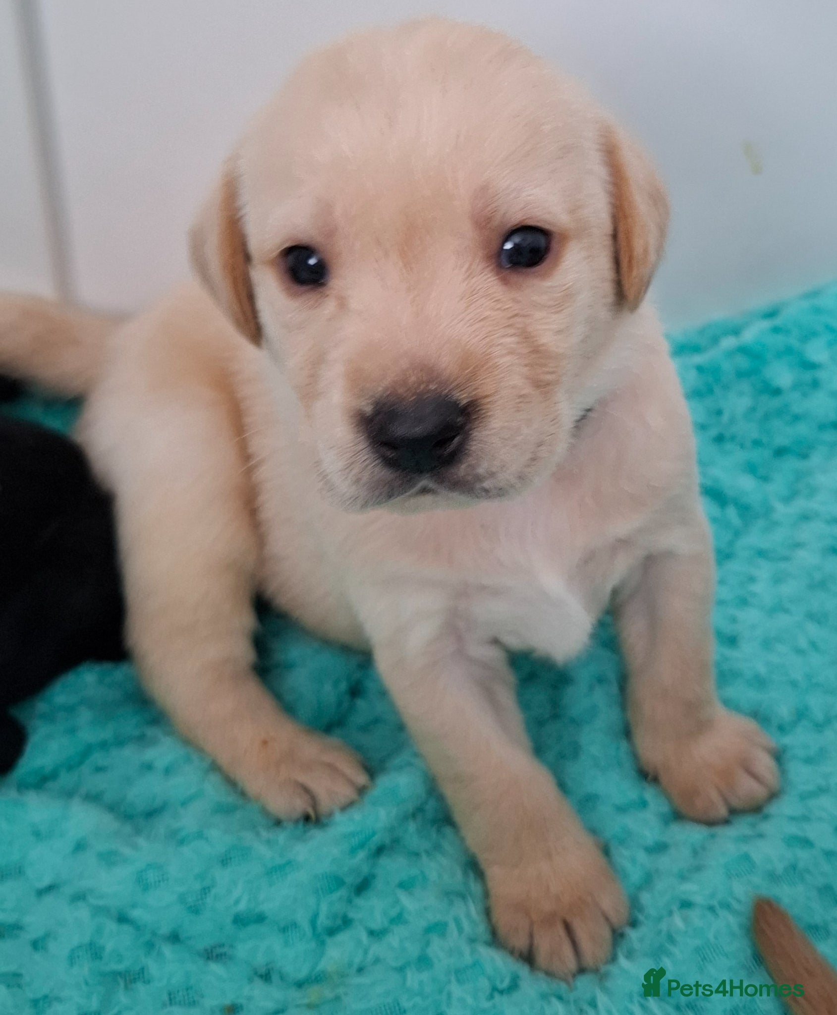 Labrador Retriever dogs **Only 1 Beautiful Boy Remaining** - Advert 1