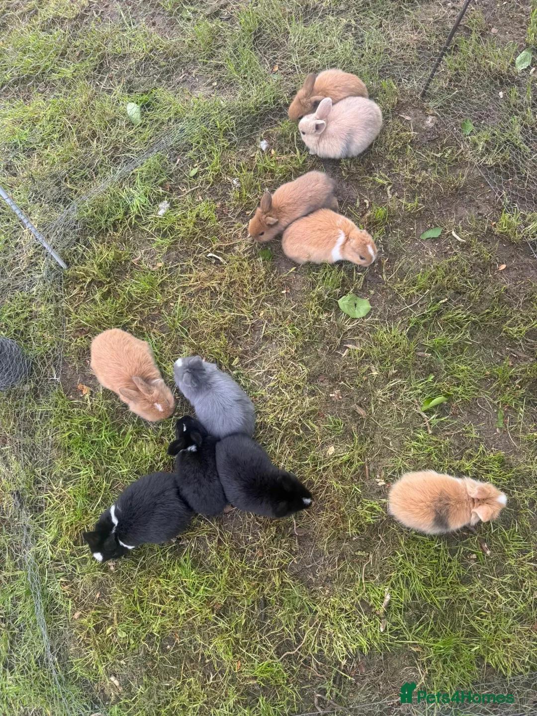 Mixed Breed rabbits for sale: Mixed gender rabbits - Advert 2