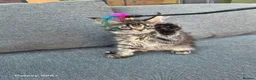 Maine Coon cats for sale: Licensed breeder-maine coon  - Advert 15