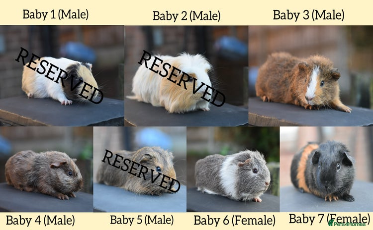 Guinea Pig rodents in Wigan - Advert 11