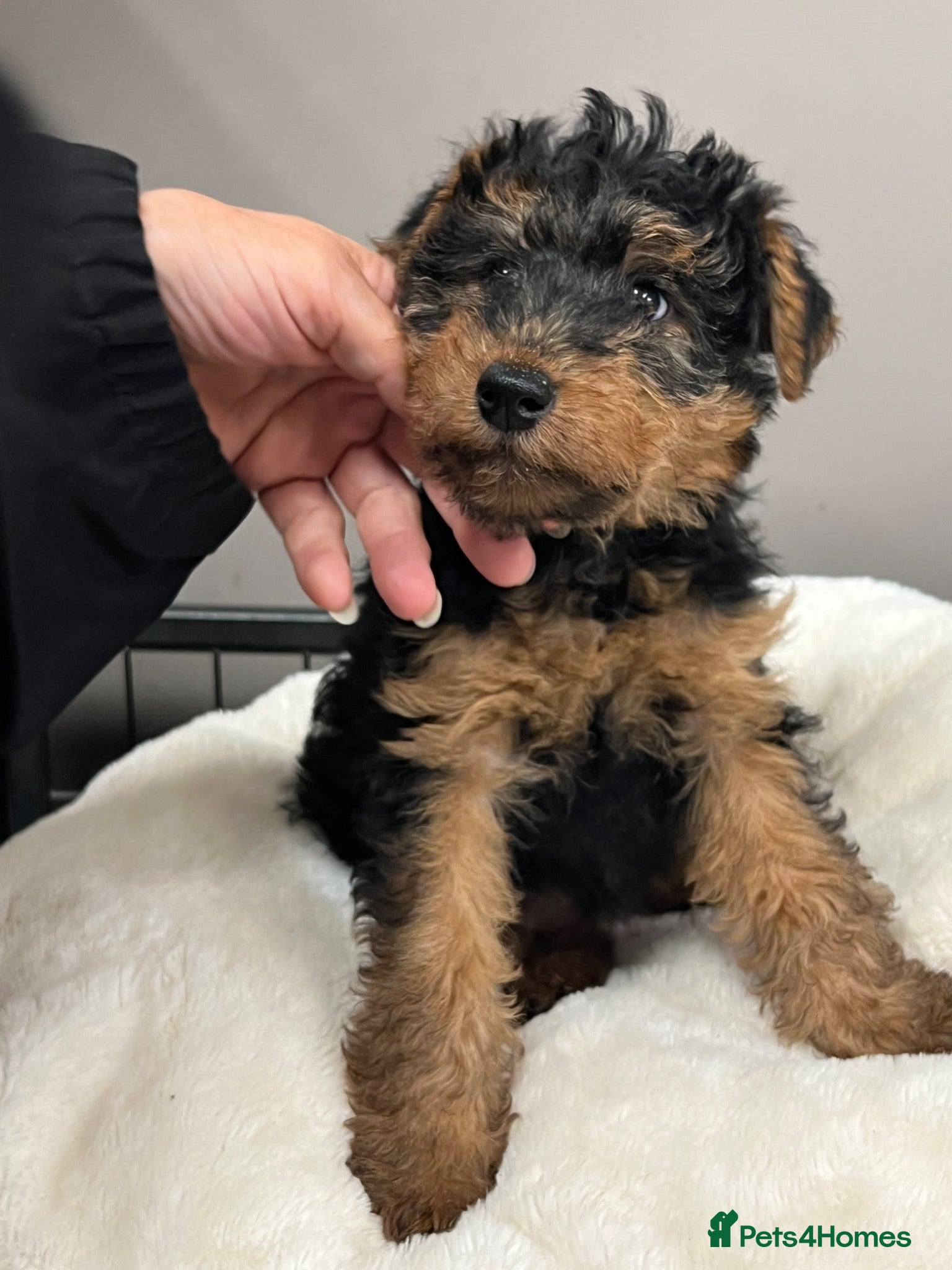 Welsh Terrier dogs Female KC Reg PLL Clear Welsh Terrier Puppy - Advert 1