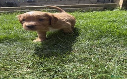 Cocker Spaniel dogs for sale: 🏆 KC Reg Working Cocker Spaniels – FTCH Line 🐾 - Image 11