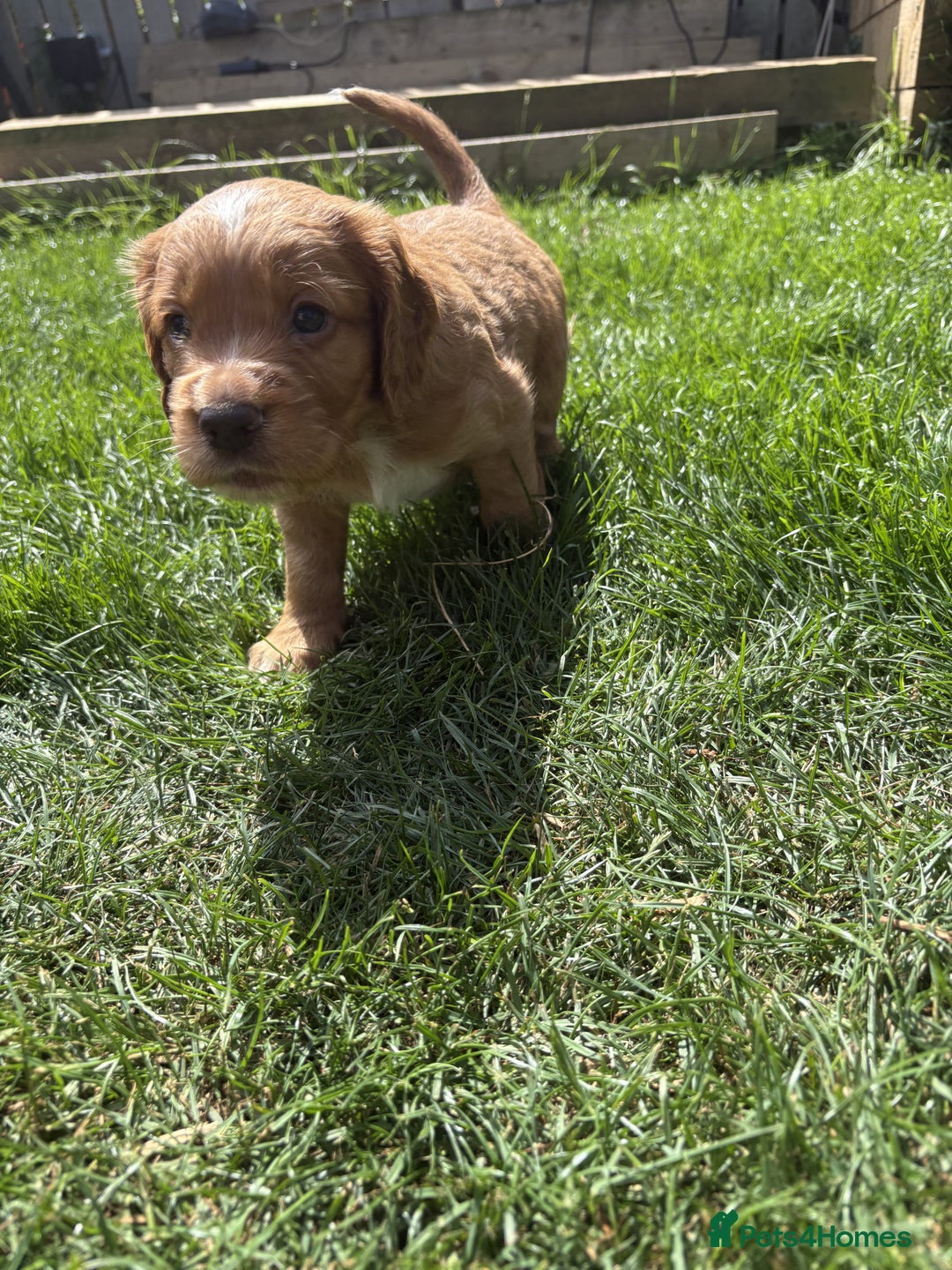 Cocker Spaniel dogs for sale: 🏆 KC Reg Working Cocker Spaniels – FTCH Line 🐾 - Image 11