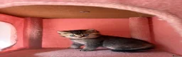 British Shorthair cats for sale: Adorable Golden British Shorthair Kitten - Advert 6