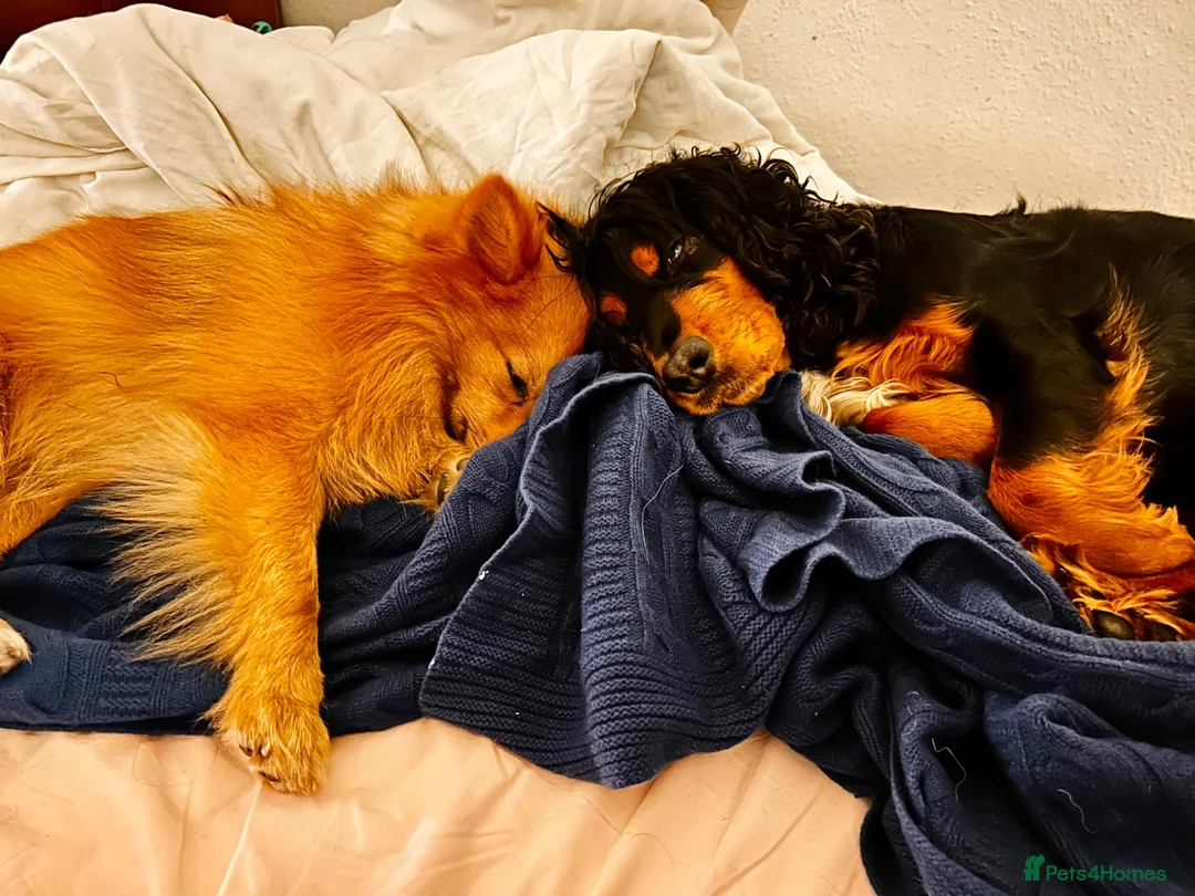Mixed Breed dogs for sale: Cocker-Pomeranian  - Advert 23