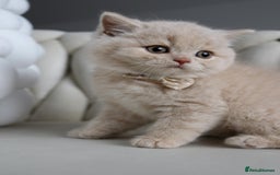 British Shorthair cats for sale: ❤️ Beautiful British Shorthair ❤️ - Image 3