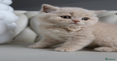 British Shorthair cats - Advert 3