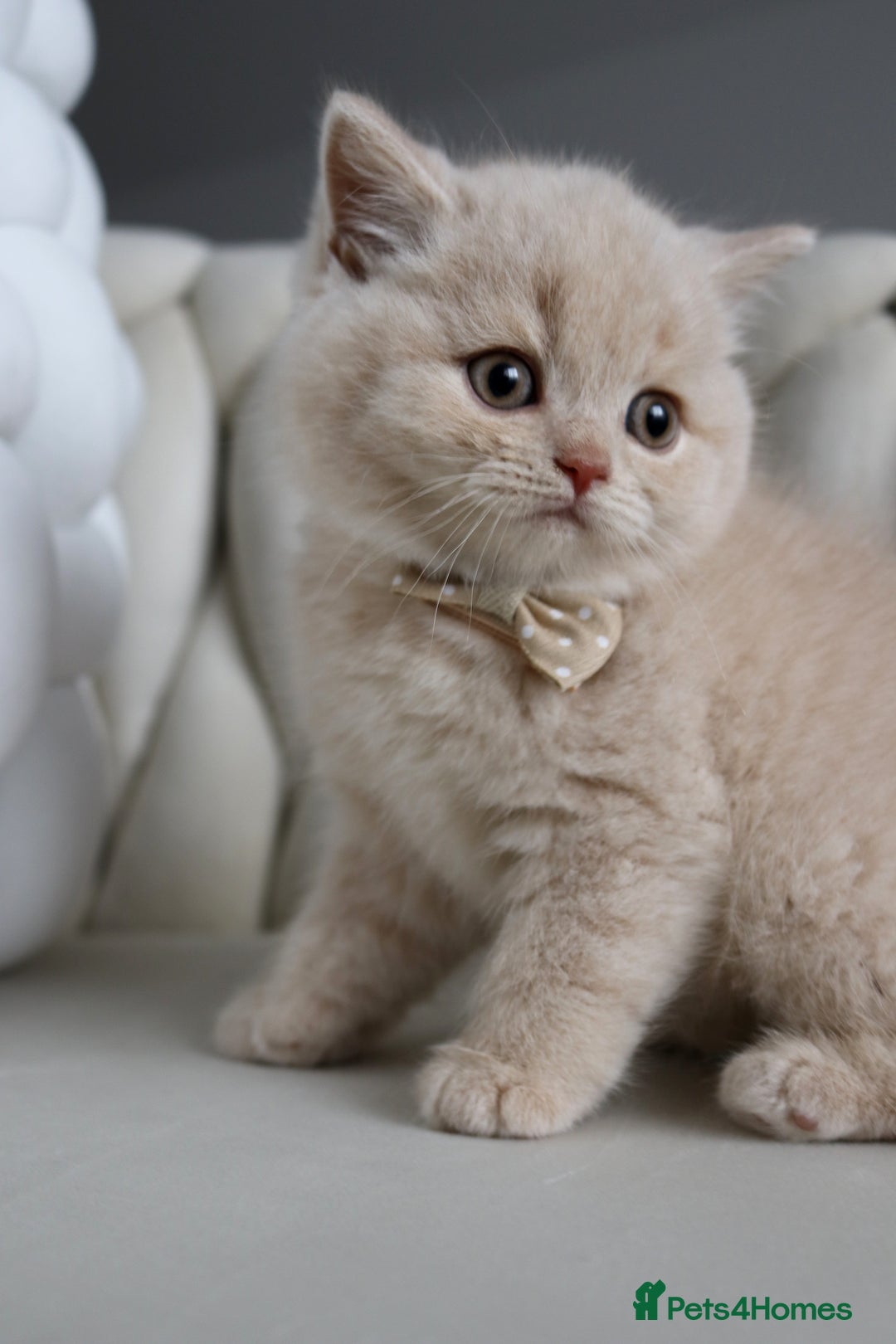 British Shorthair cats for sale: ❤️ Beautiful British Shorthair ❤️ - Image 3