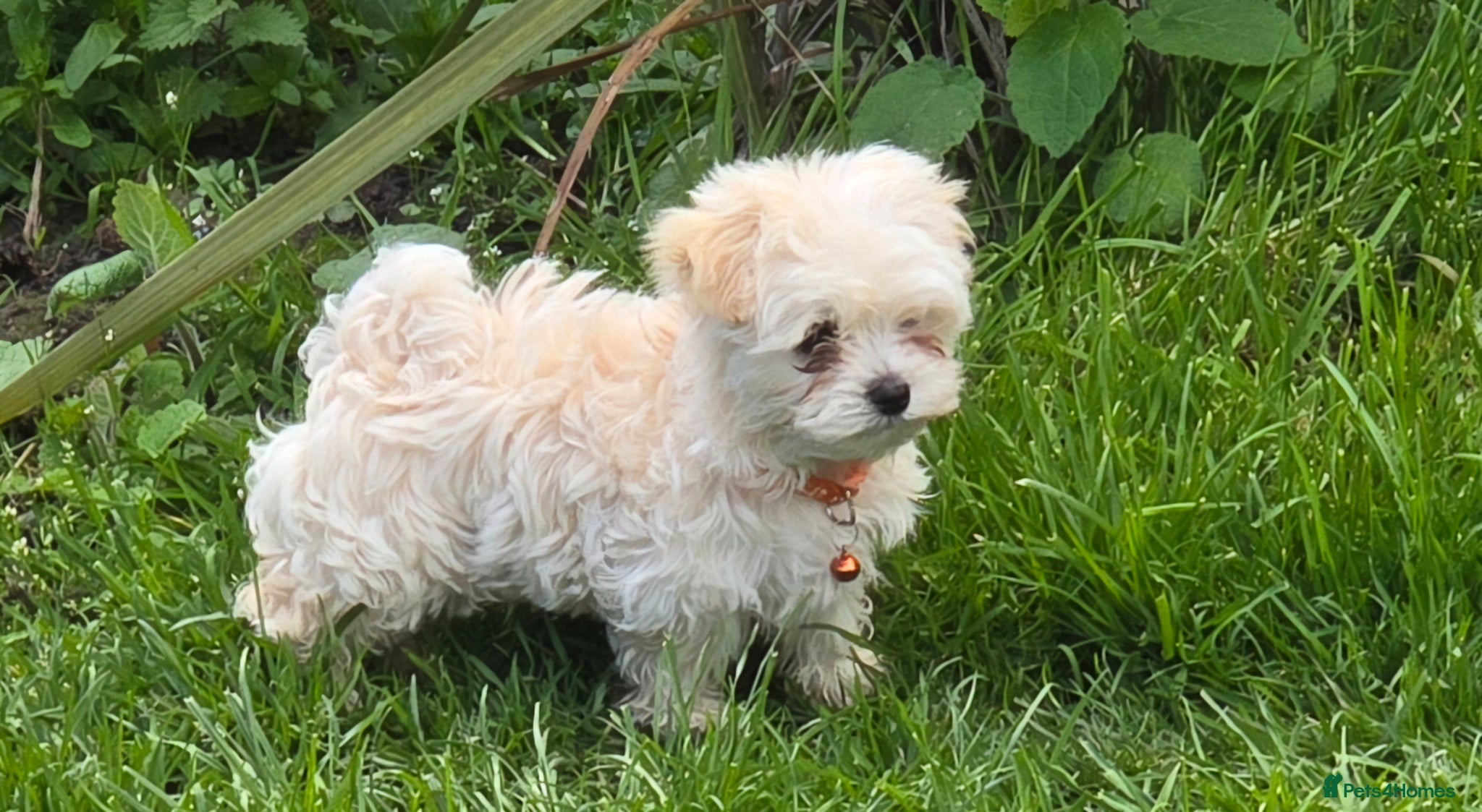 Maltipoo dogs  Extra small Korean Toy Maltipoo baby's  - Advert 3