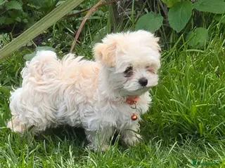 Maltipoo dogs Extra small Korean Toy Maltipoo baby's - Advert 3