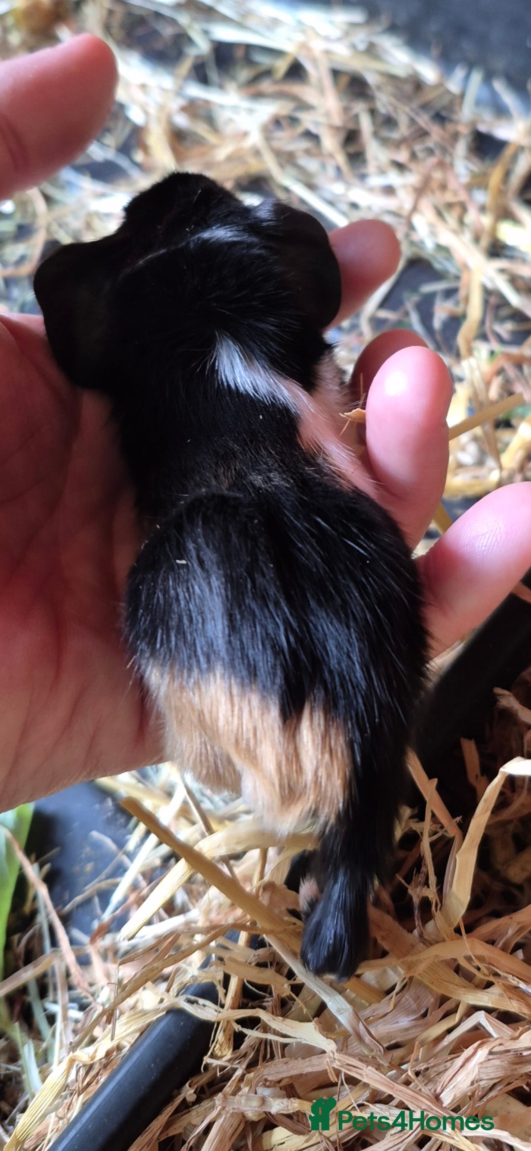 Guinea Pig rodents for sale: Adorable boy baby guinea pigs - Image 2