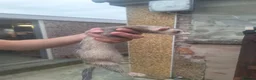 Ferret rodents for sale: silver x polecat kits  in Ulverston - Advert 7