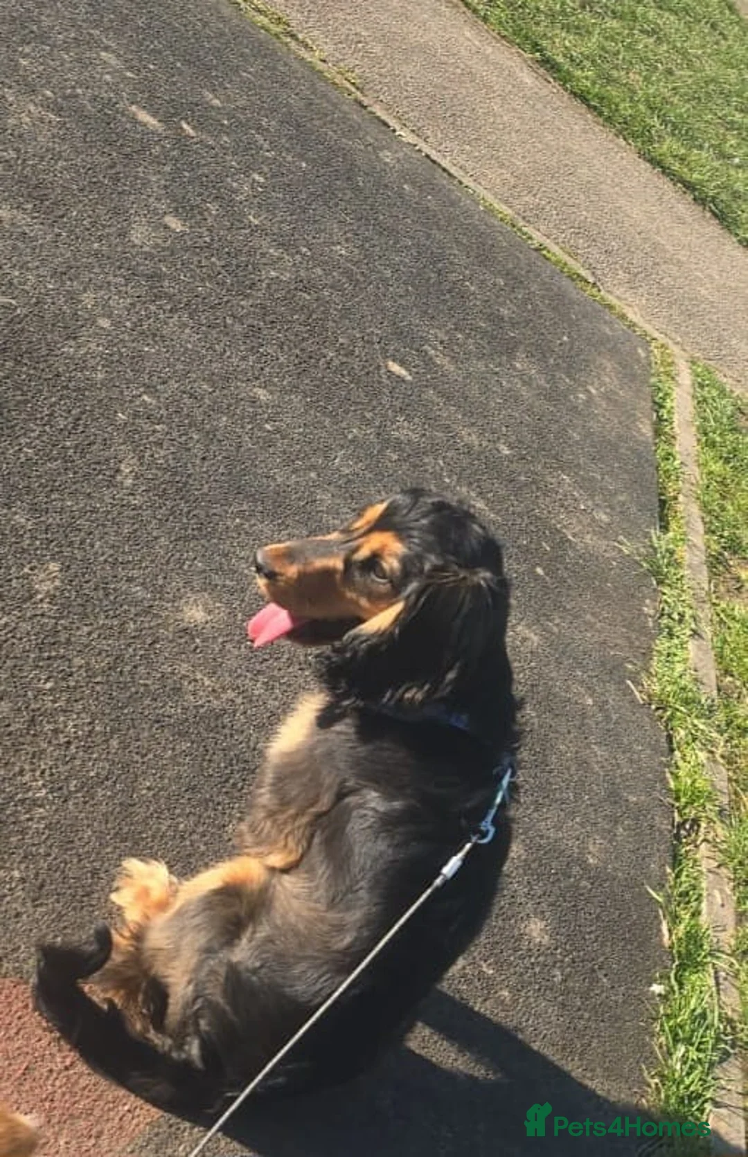 Cocker Spaniel dogs for sale: Cocker spaniel show type black and tan in Crawley - Advert 3