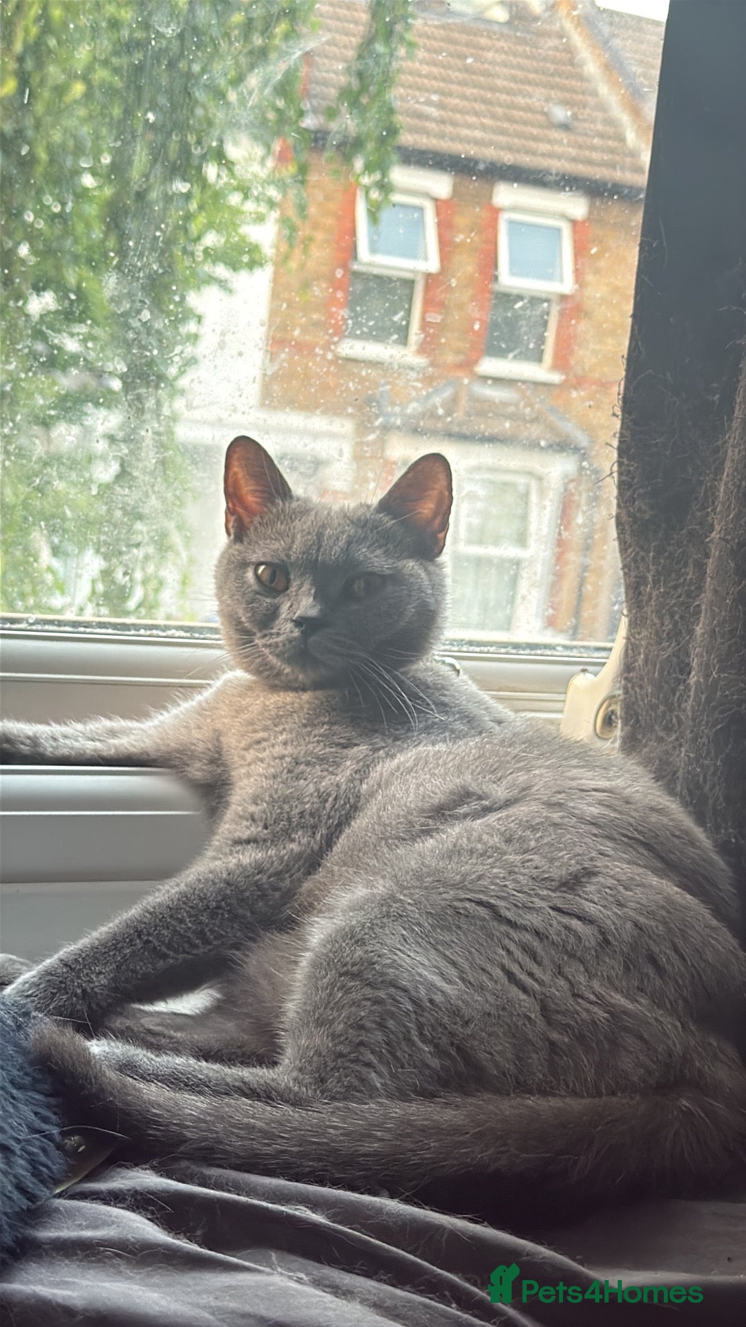 British Shorthair cats for sale: 3 British shorthair kittens  - Advert 8