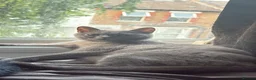 British Shorthair cats for sale: 3 British shorthair kittens  in London - Advert 1