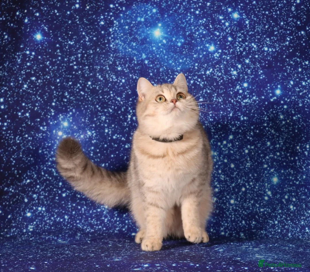 British Shorthair cats for sale: Retired British Shorthaired females available  - Advert 2