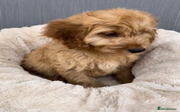 Cockapoo dogs for sale: Quality cockapoo pups  - Image 7