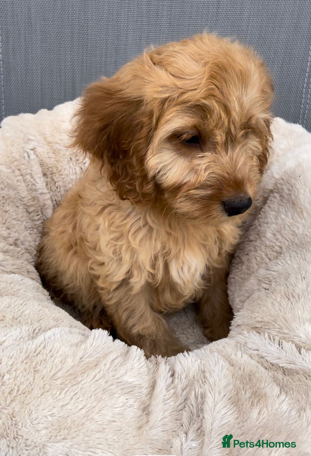 Cockapoo dogs for sale: Quality cockapoo pups  - Image 7
