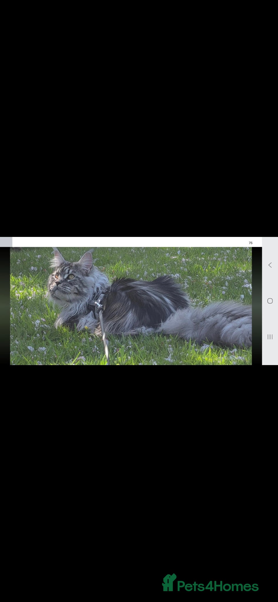 Maine Coon cats Main coon kitten from champion lines - Advert 18