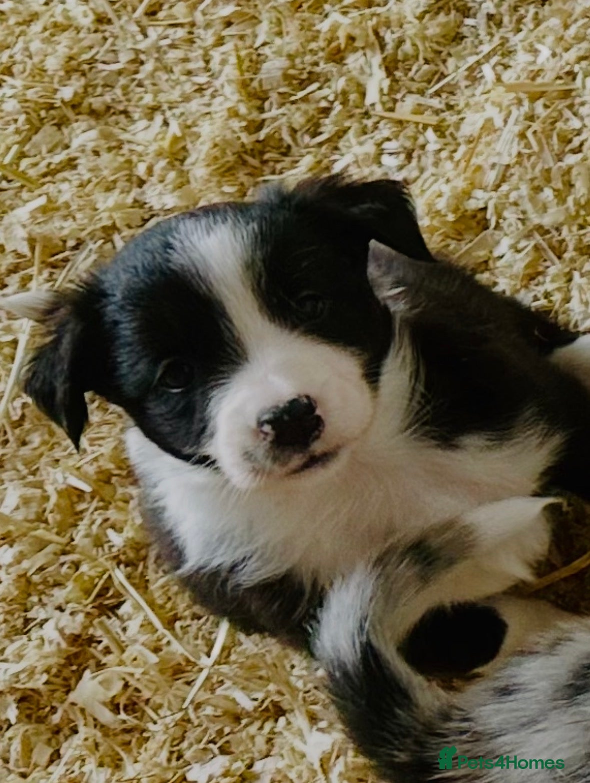 Border Collie dogs for sale: Beautiful Border Collie Puppies  - Advert 4