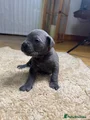 Cane Corso Puppy 2