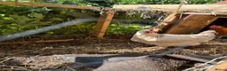 Chickens poultry for sale: One Light sussex & one black rock hens for sale  in Dover - Advert 4