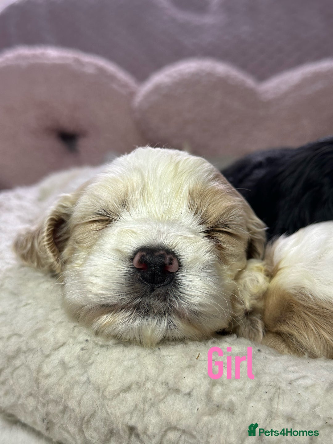 Cockapoo dogs for sale: Cockerpoo puppies  - Advert 5