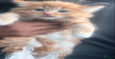 Mixed Breed cats - Advert 12